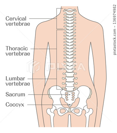 Illustration explaining the structure of the spine (vertebrae) | Diagram with names of cervical vertebrae, thoracic vertebrae, lumbar vertebrae, sacrum, and coccyx 136974982