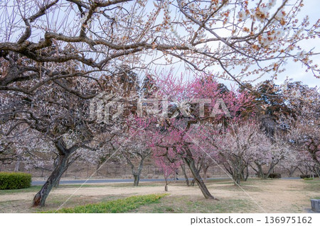 茨城縣水戶市偕樂園盛開 茨城縣水戶市偕樂園盛開 136975162