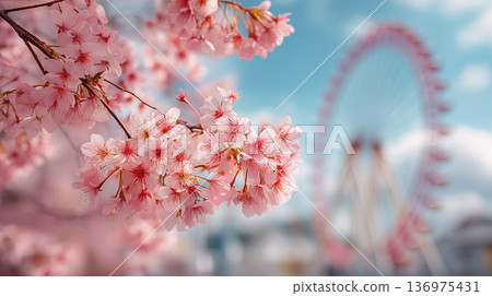 春日休閒景象，櫻花盛開，摩天輪緩緩轉動。 136975431