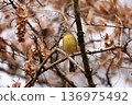 A single Japanese bunting perched on a leaf-littered branch 136975492