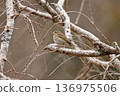 A single Olive-backed Flycatcher perched on a leafless branch 136975506
