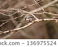 A cute long-tailed tit perched on a branch 136975524