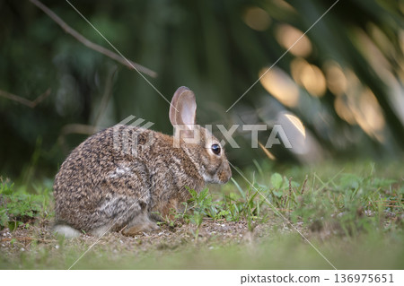 Grey small hare eating grass on summer field. Wild rabbit in nature 136975651