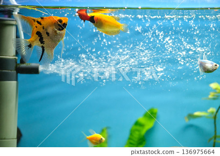 Colorful exotic fish swimming in deep blue water aquarium with green tropical plants 136975664