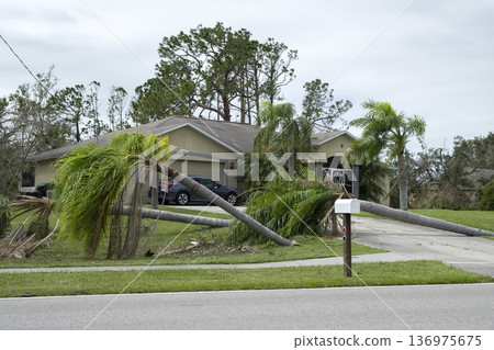 Fallen down palm tree after hurricane in Florida. Consequences of natural disaster 136975675