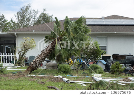 Hurricane damage to palm tree on Florida house backyard. Fallen down tree after tropical storm winds. Consequences of natural disaster 136975676
