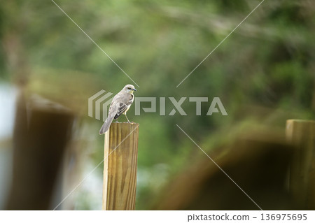 A Northern mockingbird bird perched on a fence pole A Northern mockingbird bird perched on a fence pole 136975695