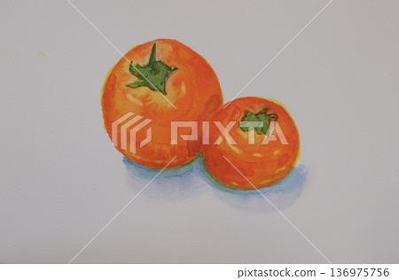 Delicious persimmon drawn with transparent watercolor 136975756