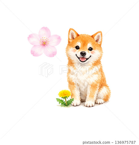 柴犬和蒲公英春天可愛動物插圖 柴犬和蒲公英春天可愛動物插圖 136975787