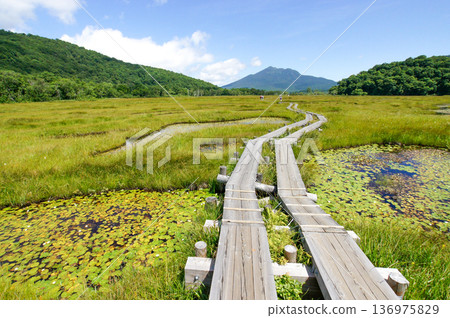 The aquatic plants that grow in the ponds of Oze and the boardwalk create beautiful patterns The aquatic plants that grow in the ponds of Oze and the boardwalk create beautiful patterns 136975829
