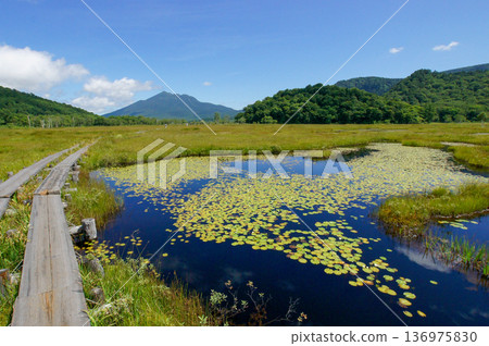 The aquatic plants that grow in the ponds of Oze reflect the blue of the sky and create beautiful patterns 136975830