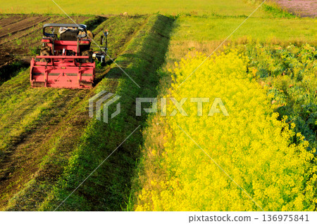 星期天，一輛拖拉機孤零零地停在一片開滿油菜花的田野一角。 136975841