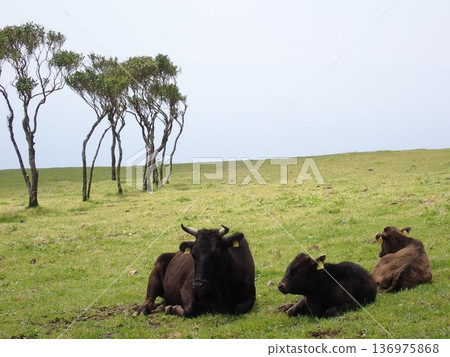 Hachijo beef 136975868