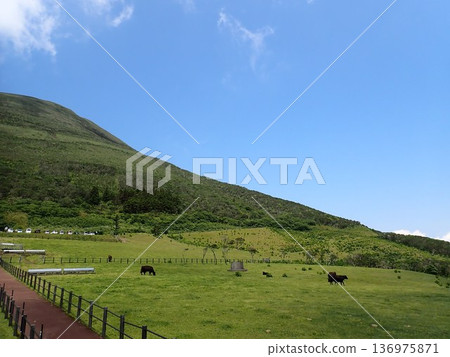 Hachijo beef Hachijo beef 136975871