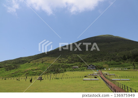 Hachijo Fuji and cows Hachijo Fuji and cows 136975949