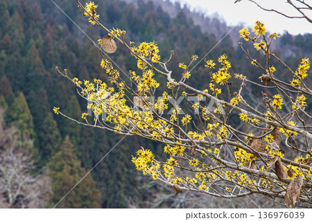 Spring is approaching at the Ichijodani Asakura clan ruins, and thousands of flowers bloom 136976039