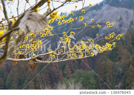 Spring is approaching at the Ichijodani Asakura clan ruins, and thousands of flowers bloom Spring is approaching at the Ichijodani Asakura clan ruins, and thousands of flowers bloom 136976045