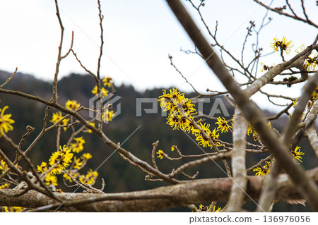Spring is approaching at the Ichijodani Asakura clan ruins, and thousands of flowers bloom 136976056