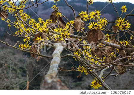Spring is approaching at the Ichijodani Asakura clan ruins, and thousands of flowers bloom 136976057