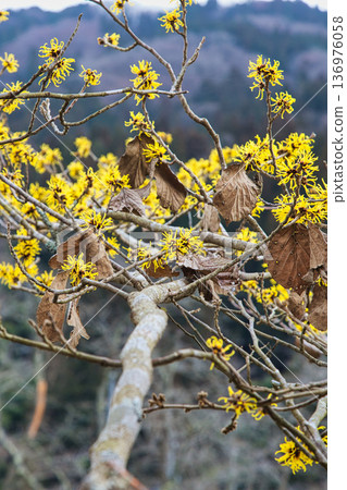 Spring is approaching at the Ichijodani Asakura clan ruins, and thousands of flowers bloom 136976058