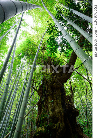 巨樹與竹林景觀－坦泰羅森林 136976552