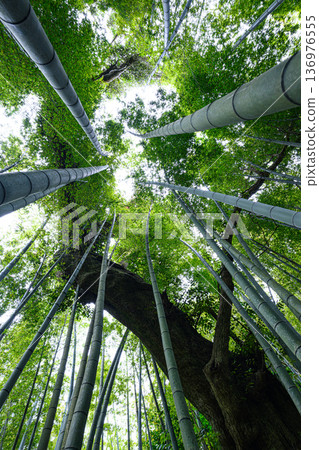 巨樹與竹林景觀－坦泰羅森林 136976555