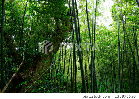 Landscape of giant trees and bamboo forests - Tanteiro Forest Landscape of giant trees and bamboo forests - Tanteiro Forest 136976556