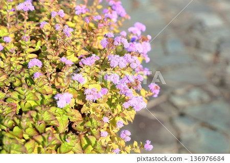 Agereatum花 Agereatum花 136976684