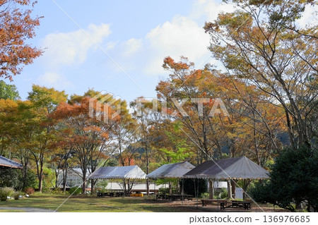 Colored thickets Colored thickets 136976685