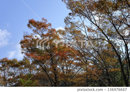 彩色雜林 136976687