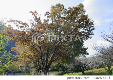 Colored Zelkova branches and leaves Colored Zelkova branches and leaves 136976691