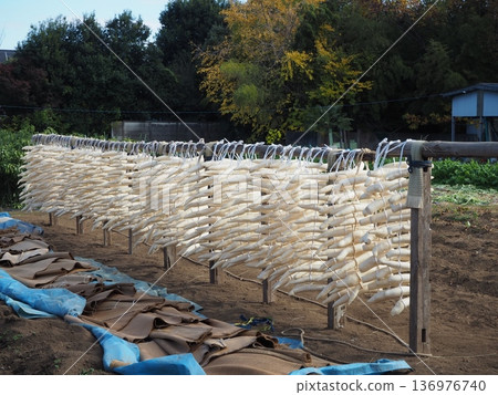 Radish drying area Radish drying area 136976740