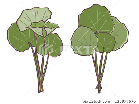 A set of brush-touch illustrations of spring wild plants, Tsuwabuki A set of brush-touch illustrations of spring wild plants, Tsuwabuki 136977670