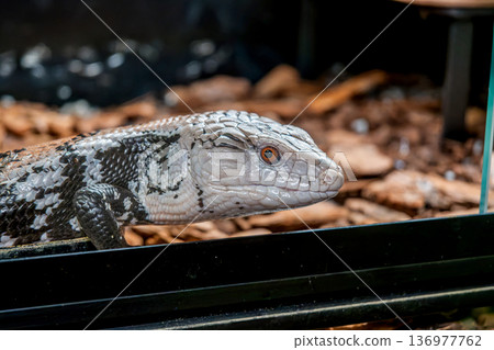 Blue-tongued lizard up 136977762