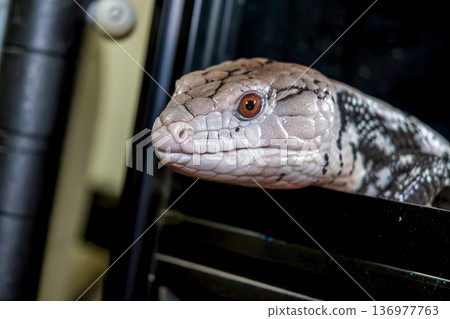 Blue-tongued lizard up 136977763