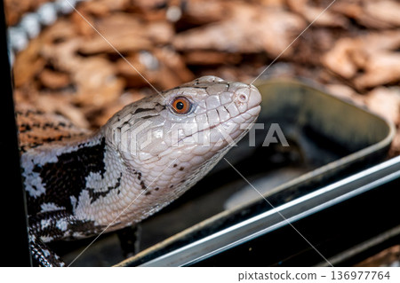Blue-tongued lizard up 136977764