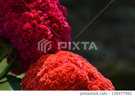 雙色雞冠花 雙色雞冠花 136977992