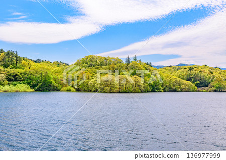 Cherry blossoms and a small dam lake in Miyagi Cherry blossoms and a small dam lake in Miyagi 136977999
