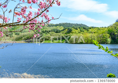 Cherry blossoms and a small dam lake in Miyagi Cherry blossoms and a small dam lake in Miyagi 136978000