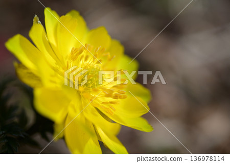 Adonis flowers blooming in the early spring sunshine Adonis flowers blooming in the early spring sunshine 136978114