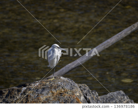 一隻小白鷺單腳站立休息 136978186