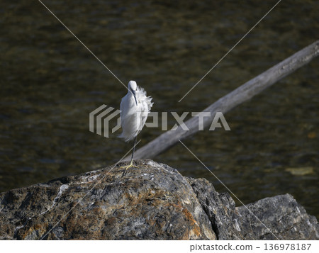 A little egret resting on one leg 136978187