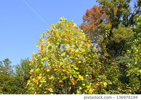 Colored tulip tree leaves Colored tulip tree leaves 136978194