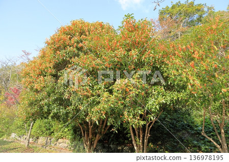 Osmanthus flowers in full bloom Osmanthus flowers in full bloom 136978195