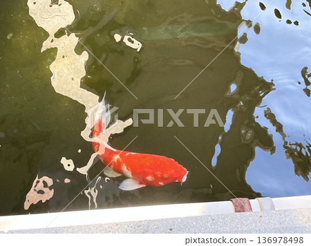 Ripples of the Playful Carp Ripples of the Playful Carp 136978498