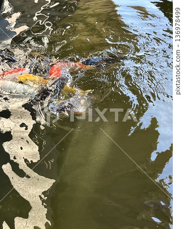 Ripples of the Playful Carp Ripples of the Playful Carp 136978499