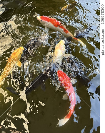 嬉戲鯉魚的漣漪 136978500
