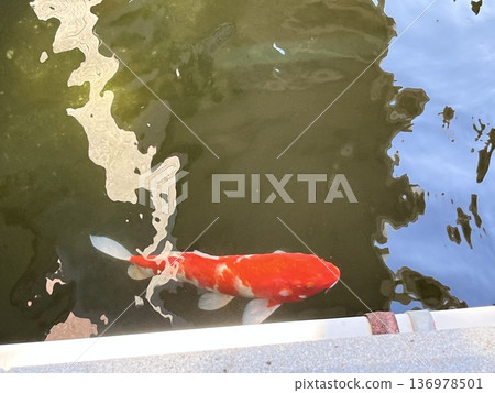 嬉戲鯉魚的漣漪 嬉戲鯉魚的漣漪 136978501