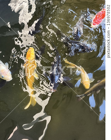 嬉戲鯉魚的漣漪 嬉戲鯉魚的漣漪 136978502