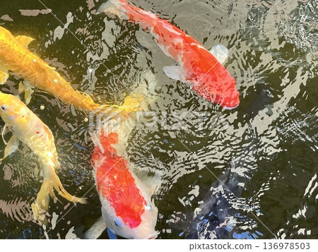 嬉戲鯉魚的漣漪 嬉戲鯉魚的漣漪 136978503